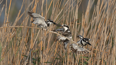 Alaca Yalıçapkını (Ceryle rudis) - Adana / Karataş kuş fotoğrafı