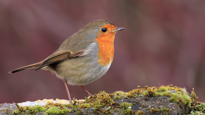Kızılgerdan - Erithacus rubecula kuş fotoğrafı