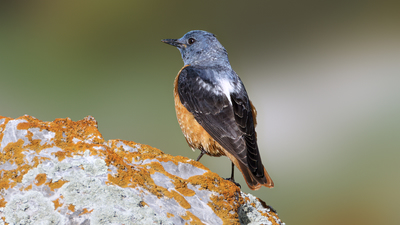 Taşkızılı - Monticola saxatilis kuş fotoğrafı