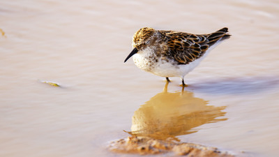 Küçük Kumkuşu - Calidris minuta kuş fotoğrafı