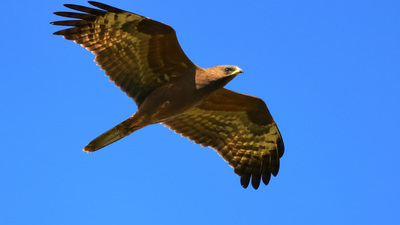 Arı Şahini (Pernis apivorus) - Tekirdağ / Çerkezköy kuş fotoğrafı