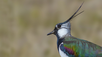 Kızkuşu - Vanellus vanellus kuş fotoğrafı