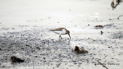 Karakarınlı Kumkuşu - Calidris alpina kuş fotoğrafı