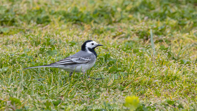 Ak Kuyruksallayan - Motacilla alba kuş fotoğrafı