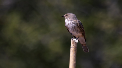 Benekli Sinekkapan - Muscicapa striata kuş fotoğrafı