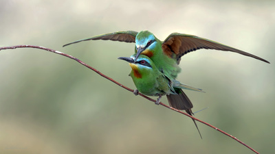 Yeşil Arıkuşu - Merops persicus kuş fotoğrafı