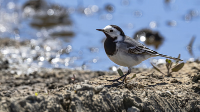 Ak Kuyruksallayan - Motacilla alba kuş fotoğrafı
