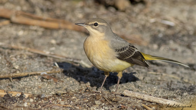 Dağ Kuyruksallayanı - Motacilla cinerea kuş fotoğrafı