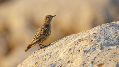 Taşkızılı - Monticola saxatilis kuş fotoğrafı