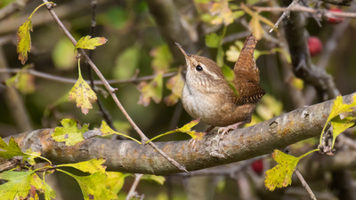 Çıtkuşu (Troglodytes troglodytes) - İstanbul / Beykoz kuş fotoğrafı