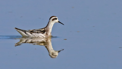 Denizdüdükçünü (Phalaropus lobatus) - Malatya / Battalgazi kuş fotoğrafı