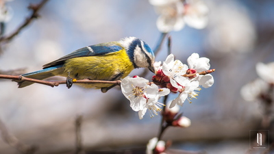 Mavi Baştankara - Cyanistes caeruleus kuş fotoğrafı