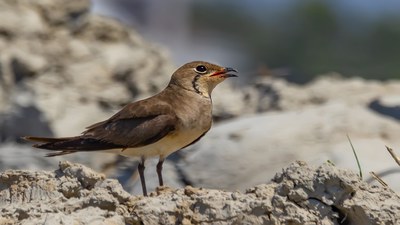Bataklıkkırlangıcı (Glareola pratincola) - Antalya / Serik kuş fotoğrafı