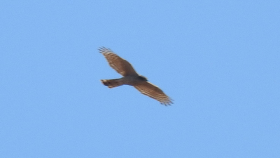 Atmaca