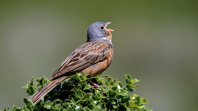 Kızıl Kirazkuşu - Emberiza caesia kuş fotoğrafı
