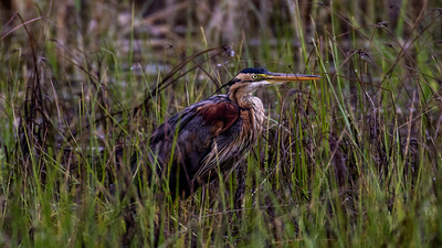 Erguvani Balıkçıl - Ardea purpurea kuş fotoğrafı