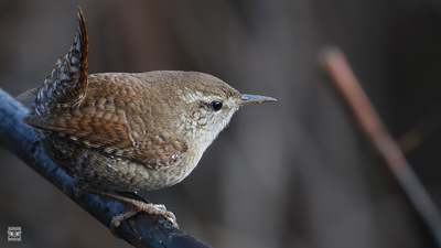 Çıtkuşu - Troglodytes troglodytes kuş fotoğrafı