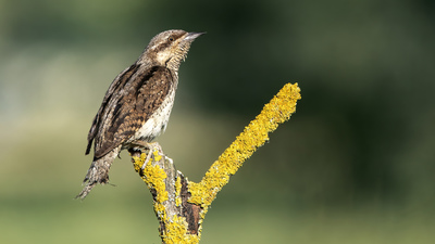 Boyunçeviren - Jynx torquilla kuş fotoğrafı