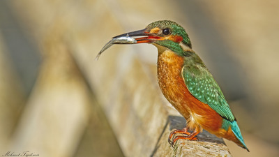 Yalıçapkını - Alcedo atthis kuş fotoğrafı