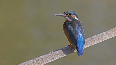 Yalıçapkını - Alcedo atthis kuş fotoğrafı