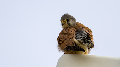 Kerkenez - Falco tinnunculus kuş fotoğrafı