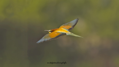 Arıkuşu - Merops apiaster kuş fotoğrafı