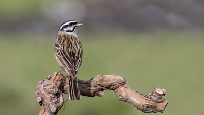 Kaya Çintesi - Emberiza cia kuş fotoğrafı