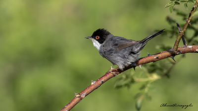 Maskeli ötleğen (Curruca melanocephala) - Ankara / Ayaş kuş fotoğrafı