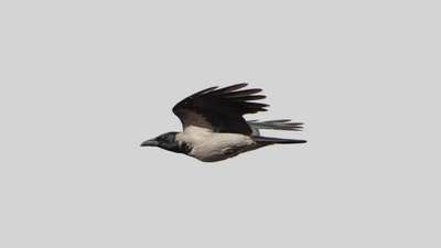 Leş Kargası