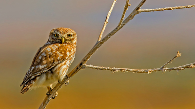 Kukumav - Athene noctua kuş fotoğrafı