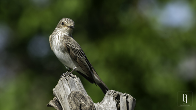 Benekli Sinekkapan - Muscicapa striata kuş fotoğrafı