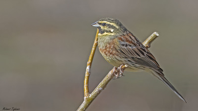 Bahçe Çintesi - Emberiza cirlus kuş fotoğrafı