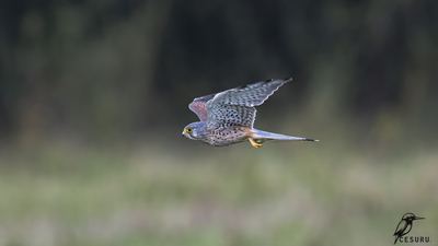 Kerkenez (Falco tinnunculus) - - / - kuş fotoğrafı