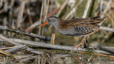 Sukılavuzu (Rallus aquaticus) - Ankara / Gölbaşı kuş fotoğrafı
