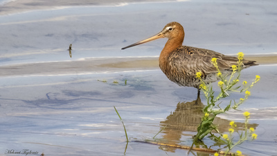 Çamurçulluğu - Limosa limosa kuş fotoğrafı