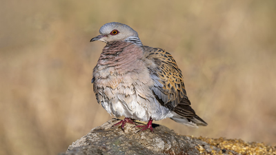Üveyik (Streptopelia turtur) - Afyonkarahisar / Merkez kuş fotoğrafı
