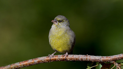 Florya - Chloris chloris kuş fotoğrafı