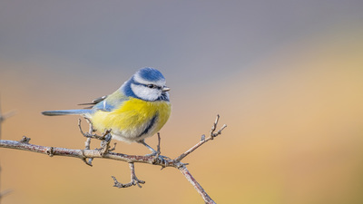 Mavi Baştankara - Cyanistes caeruleus kuş fotoğrafı