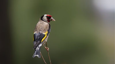 Saka - Carduelis carduelis kuş fotoğrafı
