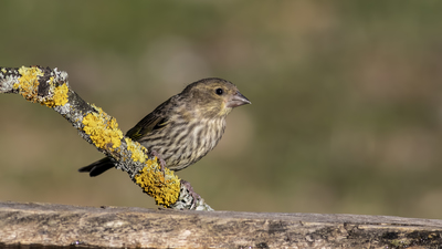 Karabaşlı İskete - Spinus spinus kuş fotoğrafı