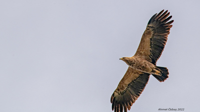 Küçük Orman Kartalı - Clanga pomarina kuş fotoğrafı