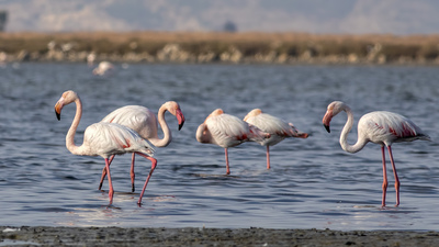 Flamingo