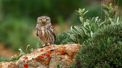 Kukumav - Athene noctua kuş fotoğrafı