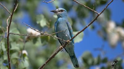 Gökkuzgun (Coracias garrulus) - Gaziantep / Nizip kuş fotoğrafı