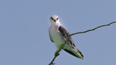 Ak Çaylak - Elanus caeruleus kuş fotoğrafı