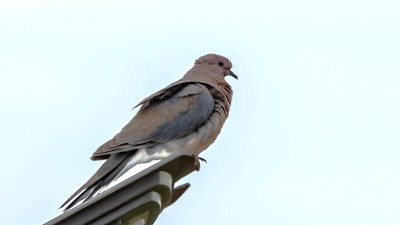 Küçük Kumru - Spilopelia senegalensis kuş fotoğrafı