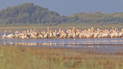 Ak Pelikan - Pelecanus onocrotalus kuş fotoğrafı