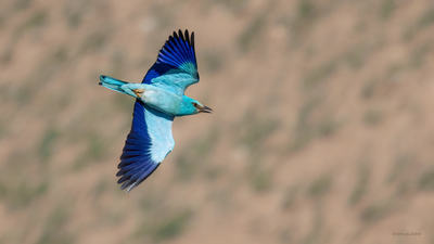 Gökkuzgun - Coracias garrulus kuş fotoğrafı