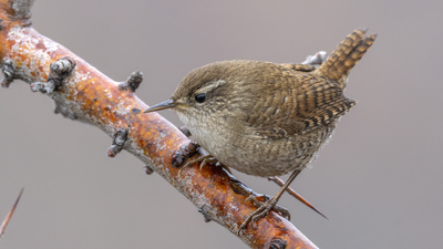 Çıtkuşu - Troglodytes troglodytes kuş fotoğrafı