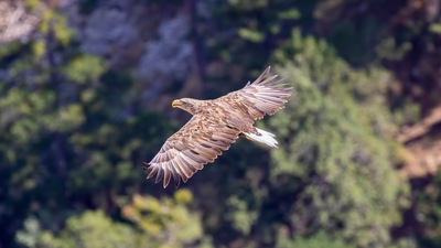 Akkuyruklu Kartal - Haliaeetus albicilla kuş fotoğrafı